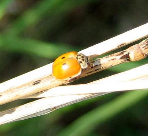 Adalia decempunctata