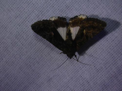 Aedia leucomelas