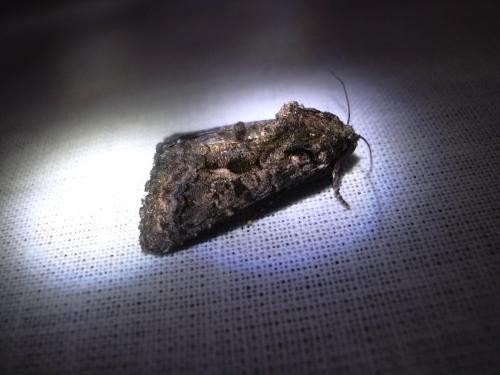 Réf. 20 541 : Aedia leucomelas