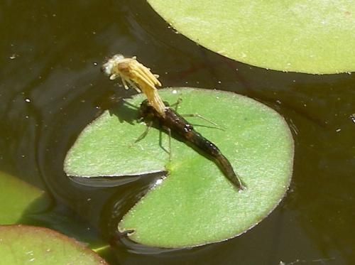 Ischnura elegans