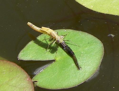 Ischnura elegans