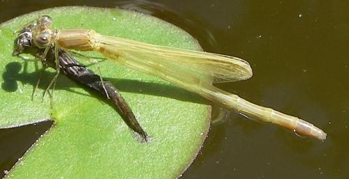 Ischnura elegans