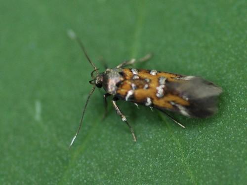 Pancalia leuwenhoekella