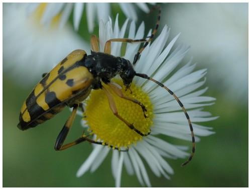 Rutpela maculata