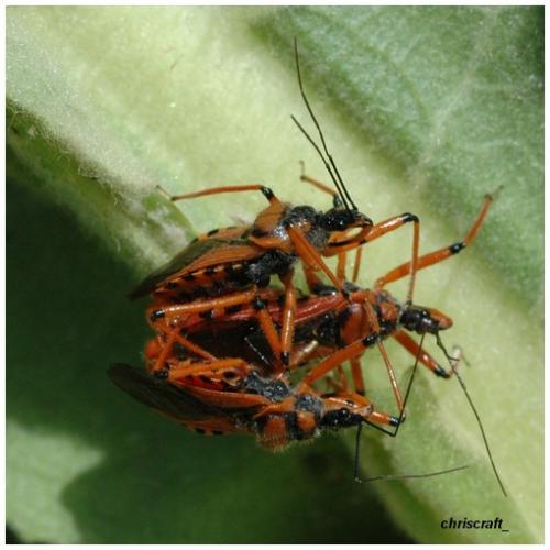 Réf. 20 321 : Rhynocoris sp.