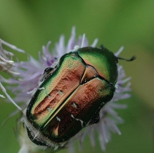 Cetonia aurata aurata