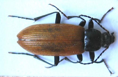 Réf. 20 254 : Megischia curvipes