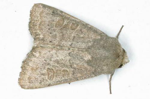 Hoplodrina ambigua