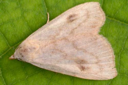 Réf. 20 859 : Rivula sericealis