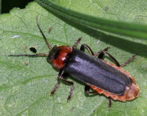 Cantharis fusca