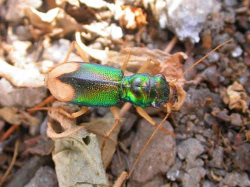 Réf. 20 863 : Grammognatha euphratica