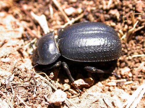 Morica favieri