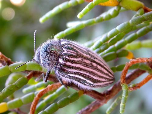 Réf. 20 864 : Julodis onopordi