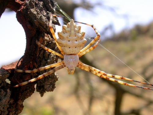 Réf. 20 875 : Argiope lobata