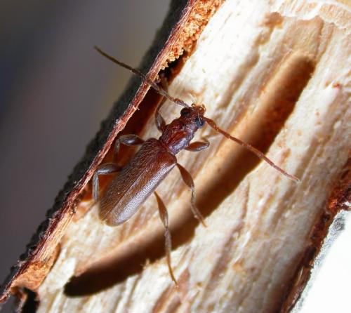 Lucasianus levaillantii