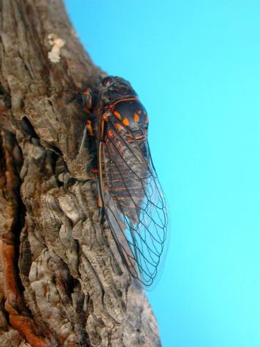 Réf. 20 880 : Tibicina quadrisignata