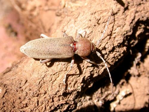 Hesperophanes sericeus