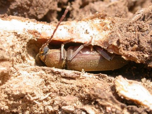 Hesperophanes sericeus