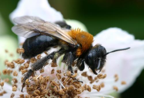 Réf. 20 224 : Andrena thoracica