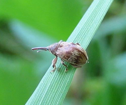 Réf. 20 387 : Anthonomus rectirostris