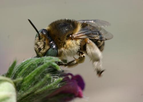 Réf. 20 003 : Anthophora bimaculata