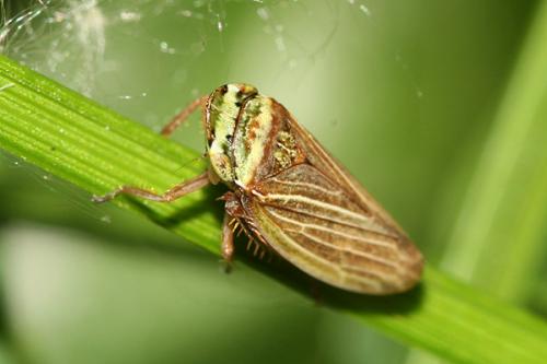 Aphrodes sp.
