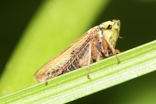 Aphrodes sp.