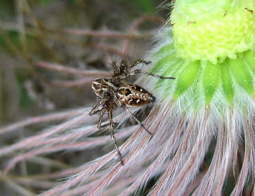 Oxyopes heterophthalmus