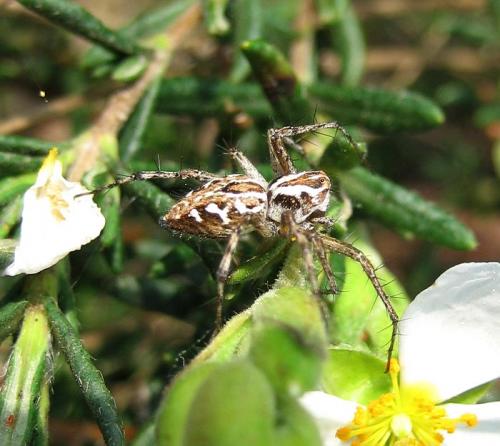 Oxyopes heterophthalmus