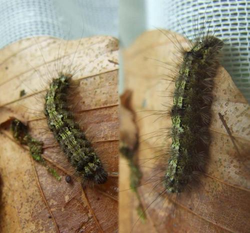Eilema depressa