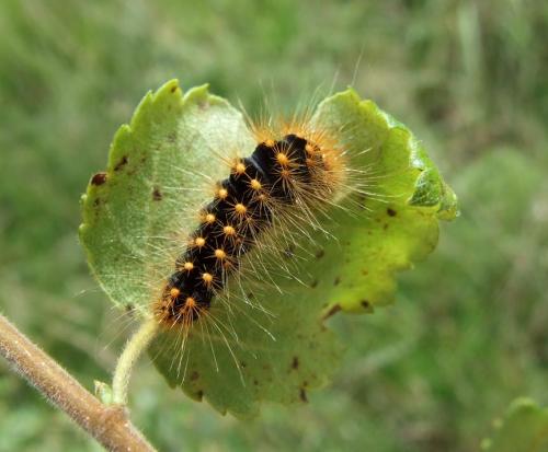 Acronicta auricoma