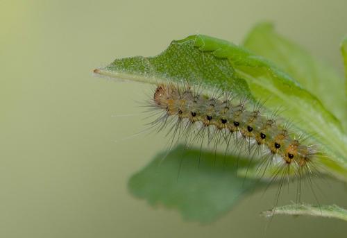Spilosoma lubricipeda