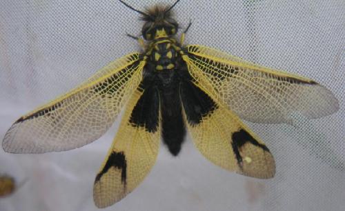 Libelloides longicornis