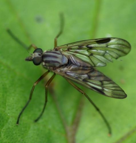 Rhagio scolopaceus