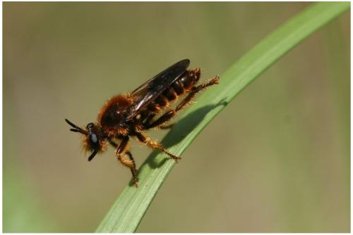 Réf. 20 133 : Choerades fuliginosa