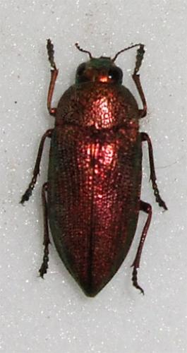 Réf. 20 287 : Perotis unicolor