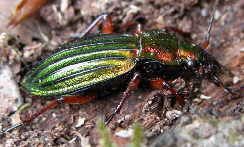 Réf. 20 055 : Carabus auronitens auronitens