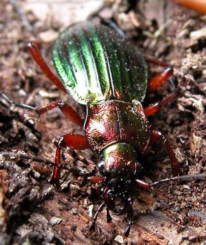 Carabus auronitens auronitens