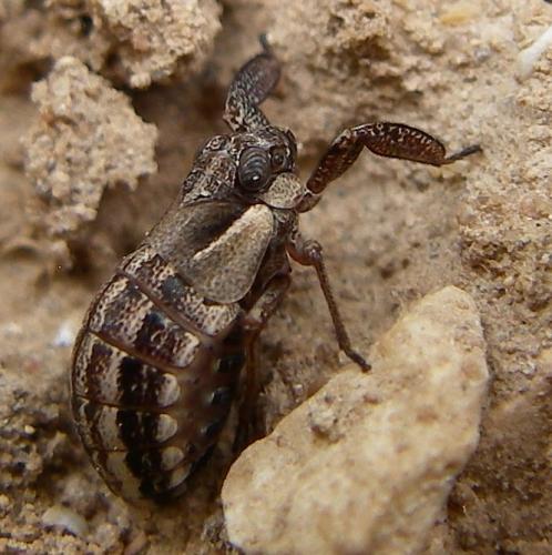 Réf. 20 728 : Caliscelis bonellii