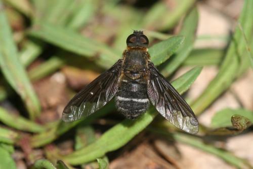 Hemipenthes velutina
