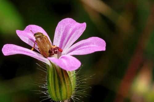 Réf. 20 135 : Byturus sp.