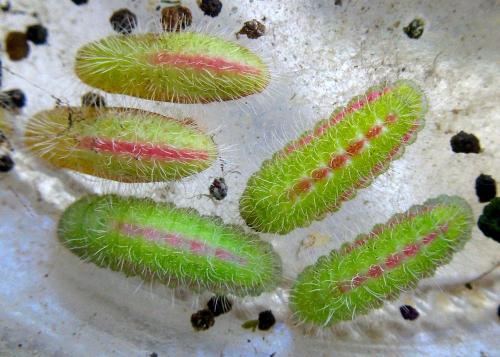 Réf. 20 631 : Cacyreus marshalli