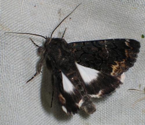 Réf. 20 166 : Catephia alchymista