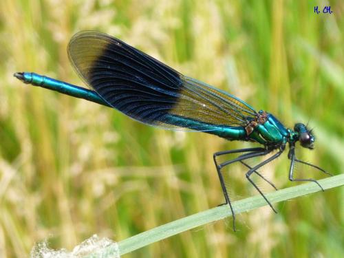Réf. 20 980 : Calopteryx splendens