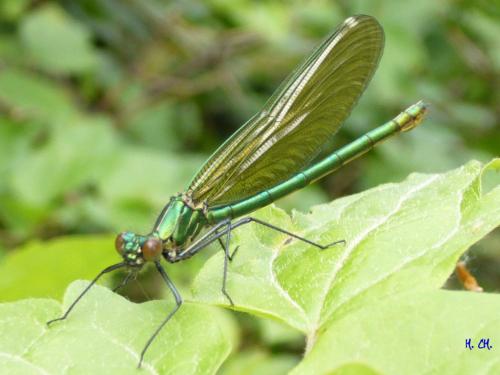 Calopteryx splendens
