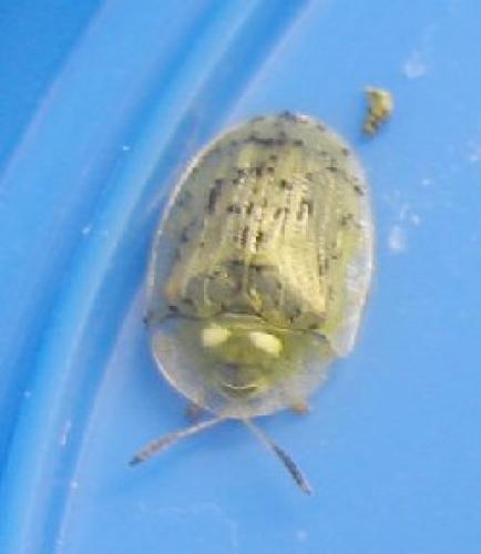 Réf. 20 974 : Cassida nebulosa