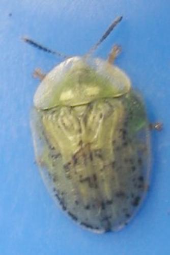 Réf. 20 975 : Cassida nebulosa