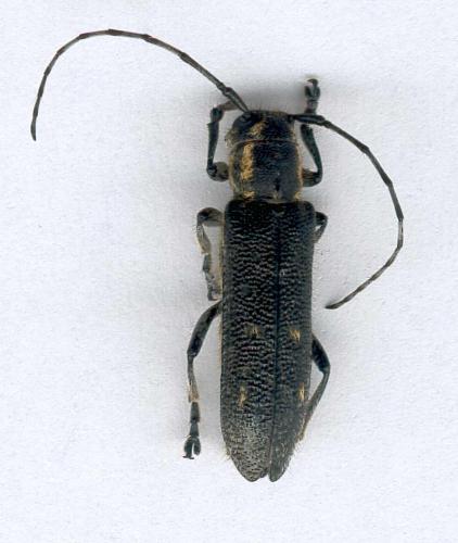 Saperda populnea