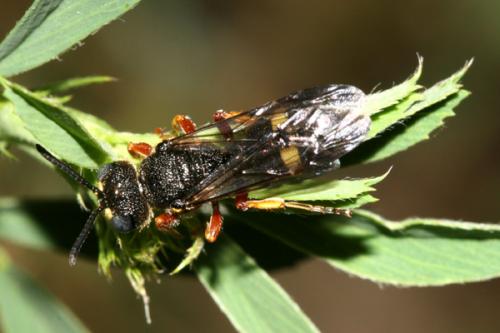 Cerceris bicincta