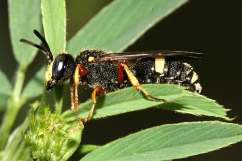 Cerceris bicincta